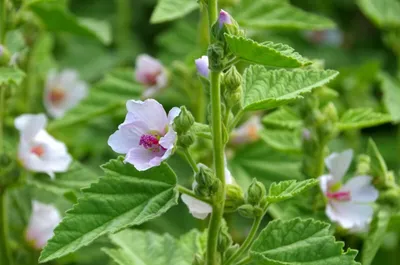 Produktbild von Echter Eibisch Samen Heilpflanze Althaea officinalis hellrosa 30 Samen bis 1,50 m hoch