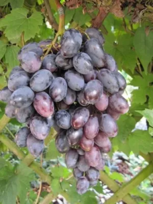 Produktbild von Vitis vinifera Blauer Portugieser, selbstbefruchtend und sehr Mehltaufeste Sort