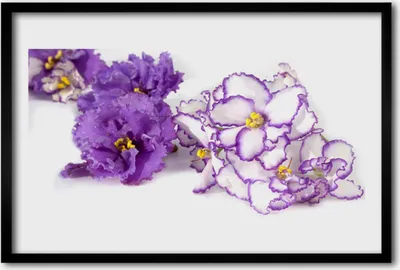 Produktbild von Bild 60x40 MDF-Rahmen Wandkunst Natur Blume Pflanze