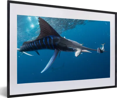 Produktbild von MuchoWow® MuchoWow® Gerahmtes Poster Schwertfisch - Blau - Wasser 60x40 cm - Poster mit zchwarzem Bilderrahmen - Schlafzimmer - Plakat in Rahmen - Drucken
