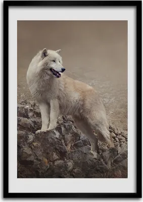 Produktbild von Bild - Bilderrahmen - Foto - 70 cm x 100 cm - MDF - Rahmen - Wandkunst - Wolf auf dem Felsen