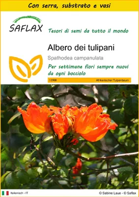 Immagine prodotto di SAFLAX Insieme di coltivazione - Albero dei tulipani - 30 semi - Spathodea