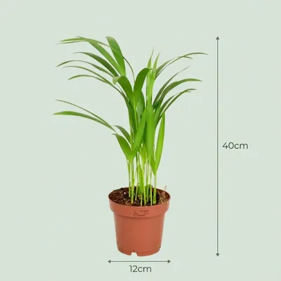 Image de Areca Dypsis Lutescens - Ø 12 cm - Hauteur : 40 cm