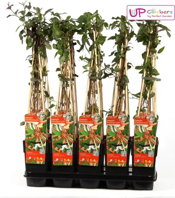 Produktbild von Hoogeveen Lonicera Periclymenum 'Serotina'- 65 cm, Ø 15 cmHoogeveen Lonicera Periclymenum Serotina - 65 cm, Ø 15 cm