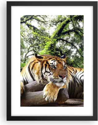 Produktbild von Gerahmtes Poster - Schwarzer Rahmen - Tiger Dschungel Ruhe - 30x40 cm - Wand Bild - Wanddeko - Wandbilder - Kunstposter - Wandposter - Bilderrahmen - Bilder - Kunstdruck - Wandbild - P2BPA30x40-4166