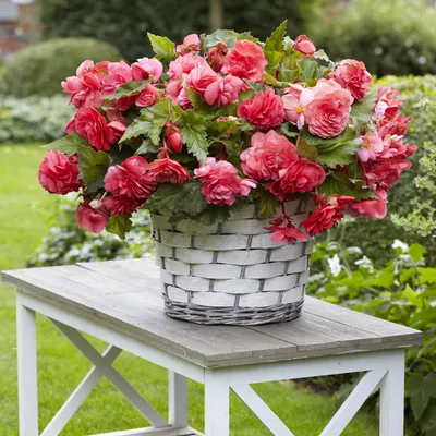 Obrázok produktu pre Begonia Odorata Pink Delight 1 ks sadenička begónie sadenička hľuza