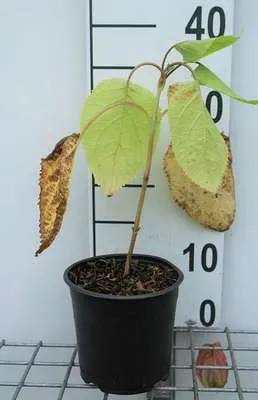 Immagine prodotto di Hydrangea arb. 'Annabelle' - Ballhortensie 'Annabelle' 20- 30 cm Contenitore