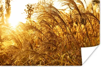 Produktbild von MuchoWow® Poster Pampasgras - Sonne - Gras 120x80 cm - Bilder