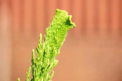 Produktbild von Cryptomeria japonica 'Cristata', Japanische Sicheltanne, 30–40 cm