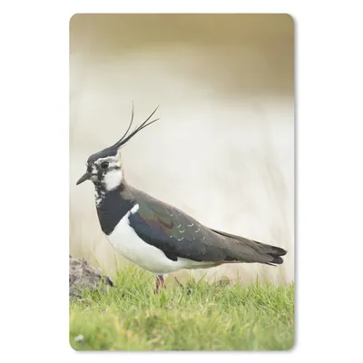 Produktbild von MuchoWow® Mauspad Mousepad Vogel - Gras - Tiere - Natur - Kiebitz 40x60 cm - Mousepads - Maus Mat - Pad - Mausunterlage - Schreibtisch Accesoire