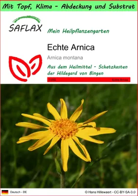 Produktbild von SAFLAX Garden to go - Echte Arnica - Arnica montana - 40 Samen - Mit Topf, Klima - Deckel und Anzuchtsubstrat