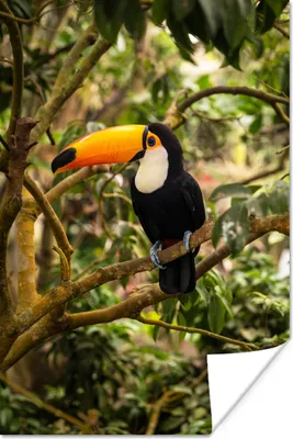 Produktbild von MuchoWow® Poster Vogel - Tukan - Dschungel - Natur - Tropisch 120x180 cm - Kunstposter