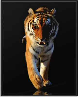 Produktbild von Wallario Wandbild Laufender Tiger, Größe: 40,30 x 50,30 cm, Poster mit schwarzem Aluminiumrahmen
