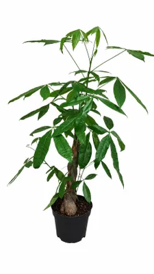 Produktbild von Pachira aquatica 100-120 cm – Glückskastanie Zimmerpflanze – Wasserpachira – Deko Pflanze für Zuhause