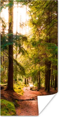 Produktbild von MuchoWow® Poster Wald - Weg - Bäume - Grün - Sonne - Natur 20x40 cm - Plakat - Foto