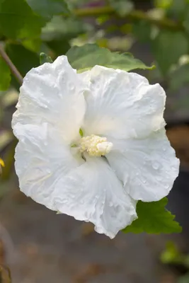 Produktbild von Hibiscus syriacus 'Eleonore', Gartenhibiskus, rosa Blüten, 60–80 cm
