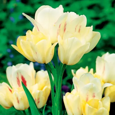 Zdjęcie produktu dla Tulipan Wielokwiatowy Candy Club 5 szt. Tulipany Cebulki Tulipanów Cebule