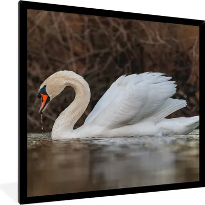 Produktbild von MuchoWow® Gerahmtes Poster Schwan - Wasser - Tiere - Vogel 40x40 cm - Poster mit Schwarzem Bilderrahmen Wandposter Rahmen Foto Bilder - Mit Rahmen - Wanddekoration Schlafzimmer