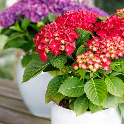 Produktbild von Green boutiQ - Balkonpflanze - Hortensie - Hydrangea Forever & Ever - Rot - 7-12 Blumen - Topf 23cm Höhe 55cm