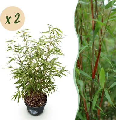 Image de Graminées - Fargesia scabrida Asian Wonder - Bambou non envahissant - Feuillage persistant - 2 Plantes - 70-80cm - Ø23cm - Plante de jardin