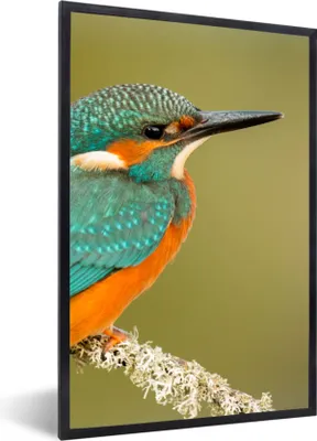 Produktbild von MuchoWow® Gerahmtes Poster Eisvogel - Tiere - Vogel 60x90 cm - Poster mit Schwarzem Bilderrahmen Wandposter Rahmen Foto Bilder - Kunst