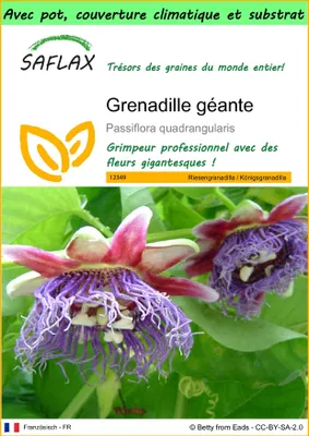Image de SAFLAX Garden to go - Grenadille géante - 12 graines - Passiflora
