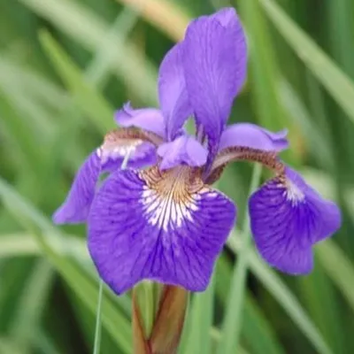Immagine prodotto di 6 x Iris  - Iris 'Blue King'  | Vaso 9 cm x 9 cm
