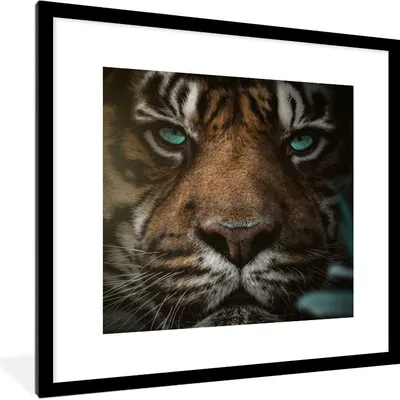 Produktbild von MuchoWow® MuchoWow® Gerahmtes Poster Dschungel - Tiger - Wilde Tiere 40x40 cm - Poster mit zchwarzem Bilderrahmen - Poster - Plakat im Rahmen