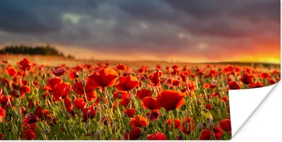 Produktbild von MuchoWow® Poster Sonnenuntergang über einem Feld von Mohnblumen 40x20 cm - Poster für die Wand - Poster Schlafzimmer