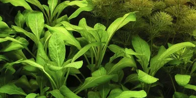 Produktbild von Aquarium Pflanze Lobelia cardinalis AquaOne Nr.353C Wasserpflanzen Aquascaping