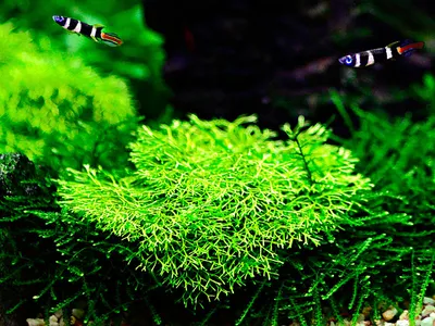 Produktbild von Aquarium Pflanze Moos Riccia fluitans Tropica Nr.001 TC in Vitro 1-2 Grow
