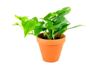 Obrázek produktu pro Gardners Epipremnum aureum, průměr 12 cm