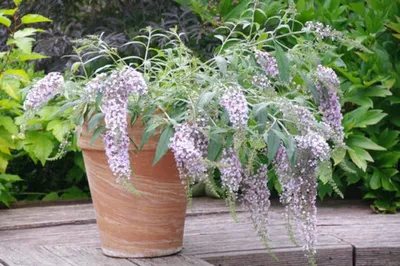 Immagine prodotto di Buddleja davi. Wisteria Lane 25-30 cm cespuglio di farfalle lilla estivo - lilla a lancia