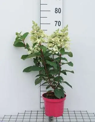 Zdjęcie produktu dla Hydrangea pan. 'Pinky Winky'® - Hortensja wiechowata 40- 50 cm Pojemnik