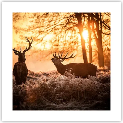 Produktbild von Poster - Poster ohne Rahmen - Deer Heidekraut Tier - 40x40 cm - Wand Bild - Wanddeko - Wandbilder - Kunstposter - Wandposter - Bilder - Kunstdruck - Wanddekoration - Wandbild - P2XAC40x40-3043