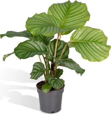 Zdjęcie produktu dla Hurtownia Calathea Orbifolia - 50 cm, ø 14 cm