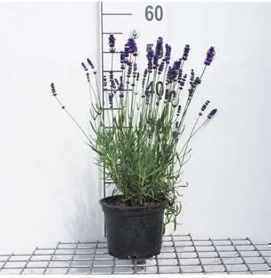 Immagine prodotto di Lavandula ang. hidcote' - Lavanda - Contenitore 2 litri