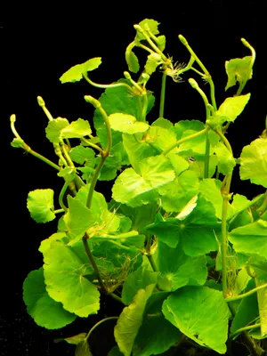 Produktbild von 2 Bund Wassernabel (Hydrocotyle Leucocephala)