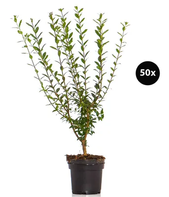 Produktbild von Dehner Wintergrüner Liguster 'Atrovirens', für 10 Meter Hecke, je 60-100 cm, 40 x 3l Topf, Heckenpflanzen