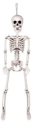 Produktbild von Skelett beweglich 60cm