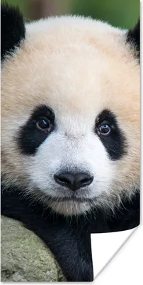 Produktbild von MuchoWow® Poster Panda - Wildtiere - Porträt - Stein 75x150 cm - Dekoration für die Wände
