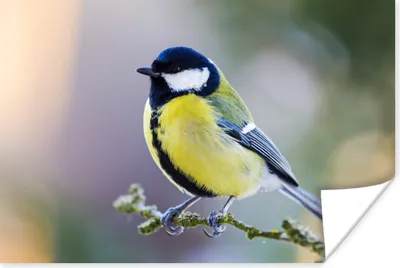 Produktbild von MuchoWow® Poster Kohlmeise - Vogel - Zweig 120x80 cm - Bilder