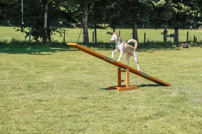 Produktbild von TRIXIE Fun Agility Wippe - diverse - 300 × 54 × 34 cm