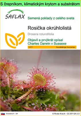 Obrázok produktu pre SAFLAX Garden to go - Rosička okrúhlolistá - Drosera rotundifolia - 50 Semená - S črepníkom, klimatickým vekom a pestovateľským substrátom