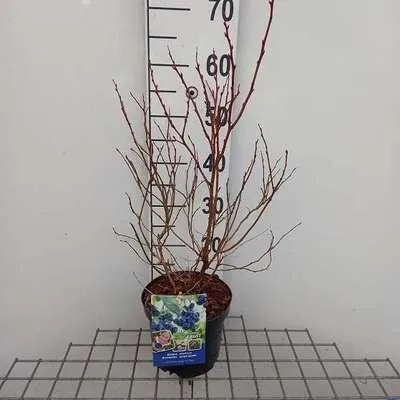 Productafbeelding van Vaccinium corymbosum 'Brigitta Blue' - Blauwe bes 'Brigitta Blue' | 30-40 cm in pot