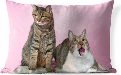 Produktbild von MuchoWow® Outdoor Kissen - Katze - Rosa - Pouf - Mädchen - Kinder - Kinder - 60x40 cm - Wetterfest - Lounge Kissen - Zierkissen - Kissen für Innenräume