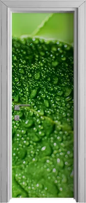 Produktbild von Tür Selbstklebende 70x210 cm Türfolie Türtapete Klebefolie - Limette Blätter