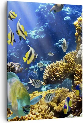 Produktbild von Bild auf Leinwand - Leinwandbild - Einteilig - Korallenriff Ozean Krabbe Fisch - 50x70cm - Wand Bild - Wandbilder - Leinwanddruck - Wanddekoration - Leinwand bilder - Wandbild - PA50x70-2662