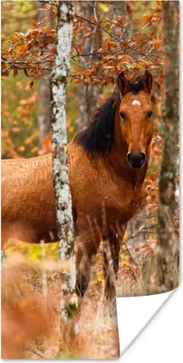 Produktbild von MuchoWow® Poster Pferd - Wald - Herbst 20x40 cm - Plakat - Foto