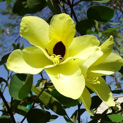 Zdjęcie produktu dla Żółte drzewo orchidei (Bauhinia tomentosa)  – 5 nasion